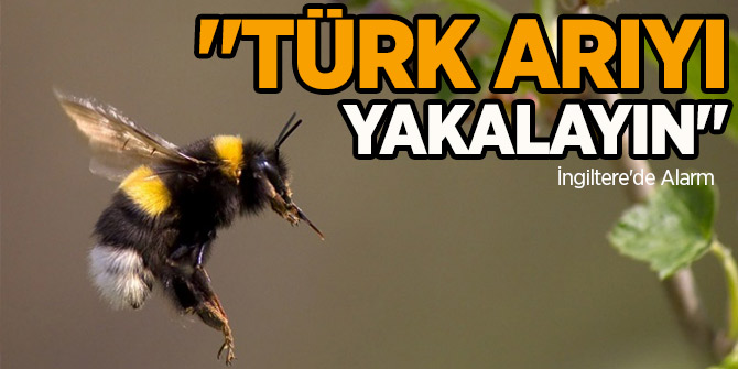 İngiltere'de  alarm!  "Türk arıyı yakalayın"