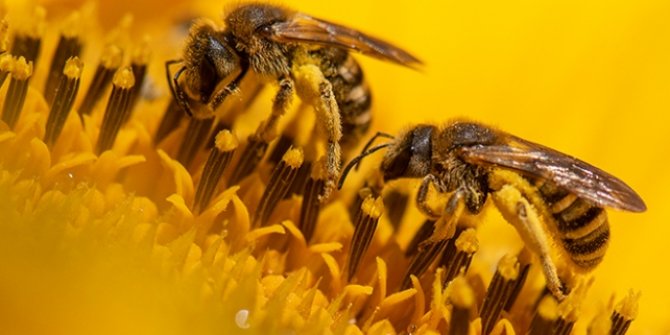 Rusya'nın 30 bölgesinde 300 bin arı kolonisi telef oldu