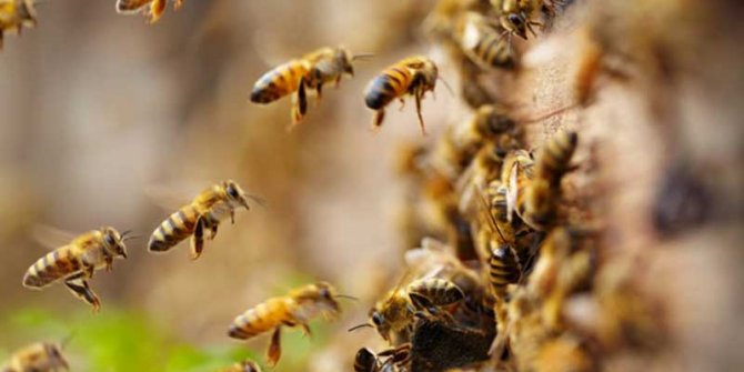 Konya'nın Çumra ilçesinde arılar savaş açtı! 19 tarım işçisi hastanelik oldu