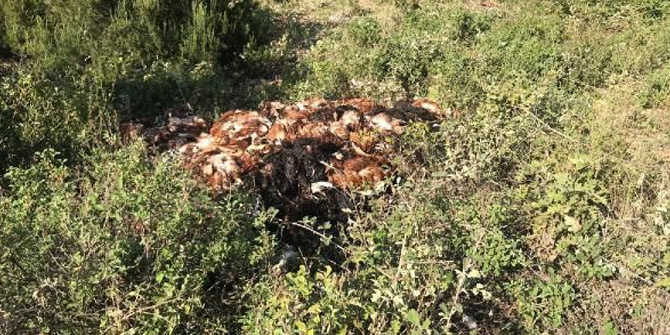 İznik'te toprağa gömülü 6 bin ölü tavuk bulundu