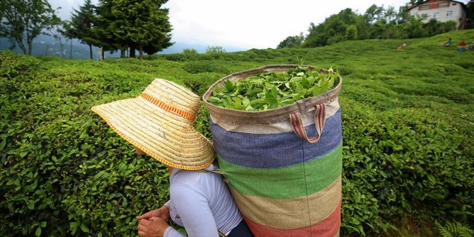 ÇAYKUR'da yaş çay bedeli ödemelerine başlandı