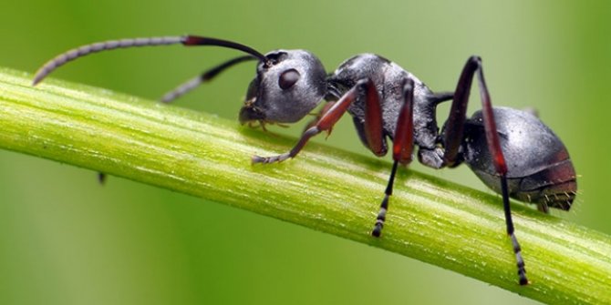 Büyük Sahra Gümüşleri Dünyanın En Hızlı Karıncaları
