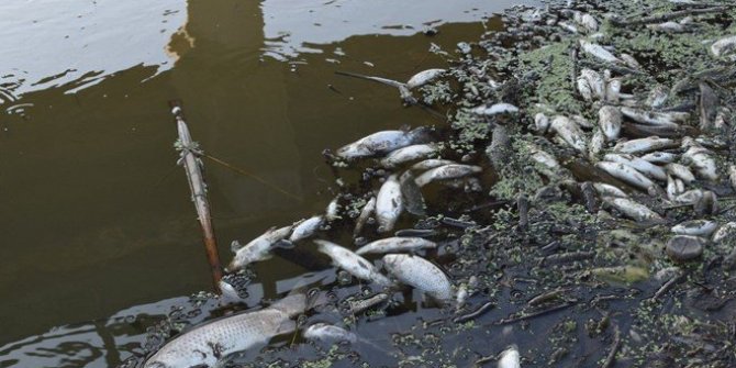 Susurluk Çayı'ndaki balık ölümleriyle ilgili  Valilikten açıklama