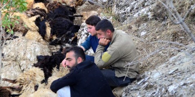 Bitlis'te uçurumdan düşen 315 koyun telef oldu
