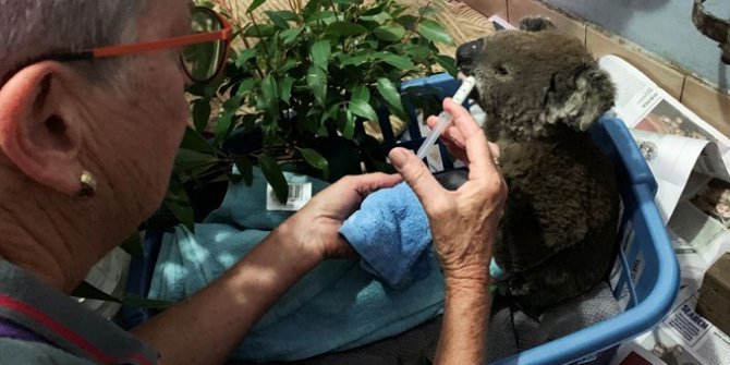 Orman yangınlarında 350 koala öldü