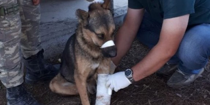 Uçurumdan düşen sokak köpeğini itfaiye kurtardı