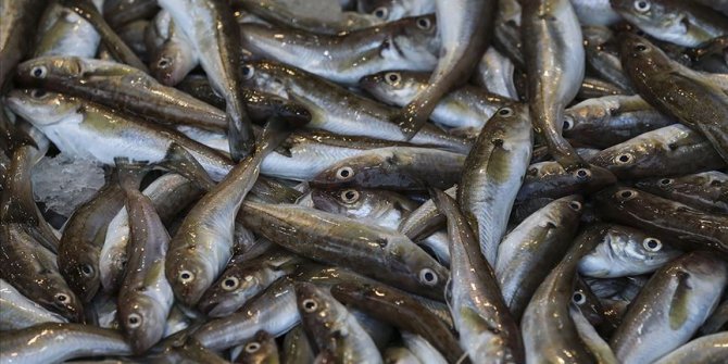 Karadenizli balıkçıların yüzü dip balıklarıyla gülüyor