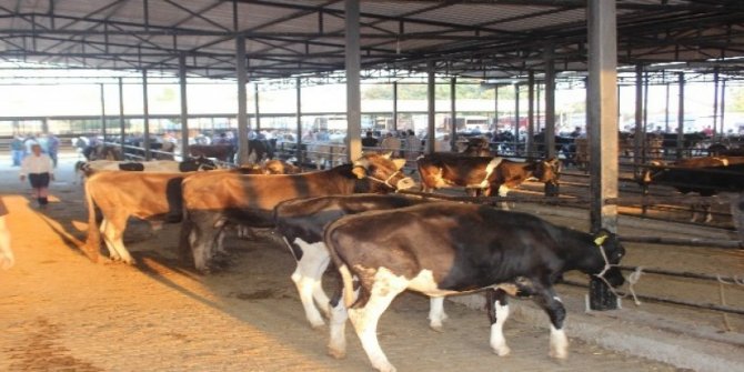Bursa'da hayvan pazarı şap nedeniyle kapatıldı