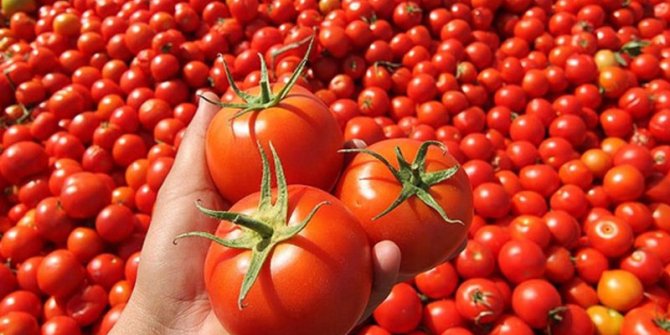 Örtü altı hasadına başlanan yayla domatesine ilgi arttı
