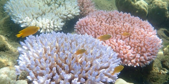 Mercan resifleri 2100'ü görmeyecek