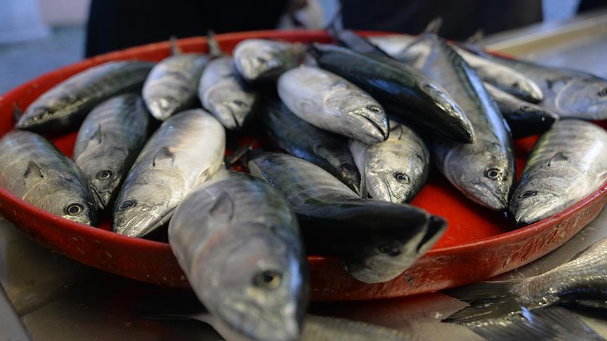'Balık fiyatları en az yüzde 50 ucuzlayacak'
