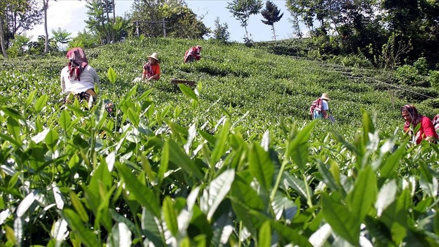 Rize'de çay üreticileri için tedbirler üst seviyede