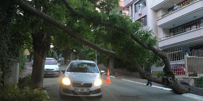 Başkentte fırtına nedeniyle ağaç devrildi