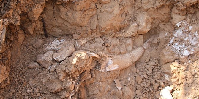 Meksika'da mamut kalıntıları bulundu
