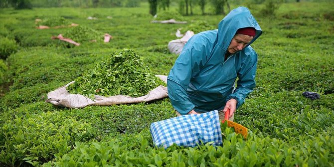 Çay üreticileri bayramı bahçelerinde çalışarak geçiriyor