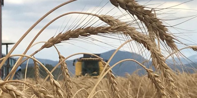 Söke Ovası'nda buğday ekim alanı yüzde 100 arttı