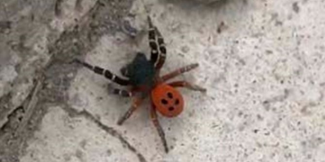 Ankara'da örümcek paniği