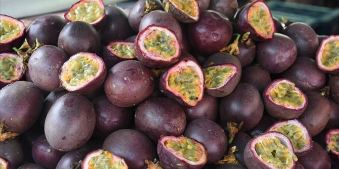 Tropikal meyve 'passiflora'nın üretim alanı genişliyor