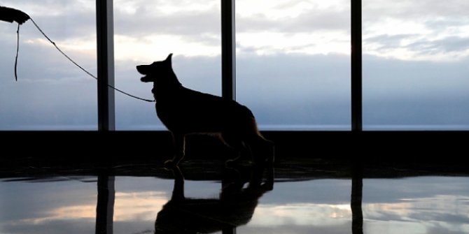 Alman ordusu, koronavirüslü kişilerin tespiti için köpekleri eğitiyor