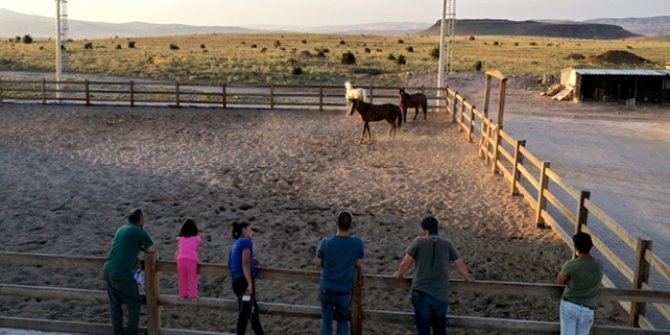 Adalar'ın atları Kapadokya'da rehabilite ediliyor