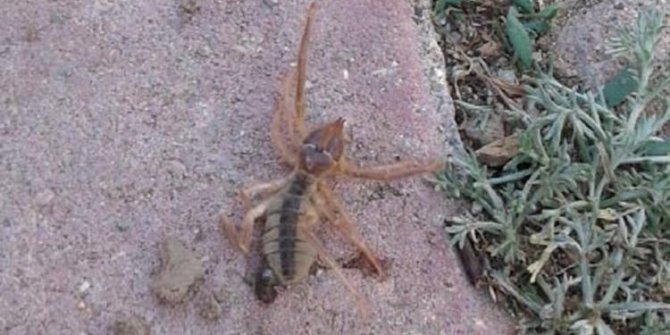 Kayseri'de, 'sarıkız' cinsi örümcek tedirginliği