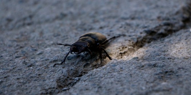 Nadir görülen 'geyik böceği' Tokat'ta ortaya çıktı