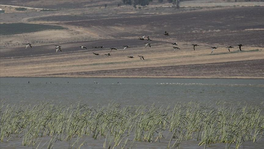 Reyhanlı Barajı göçmen kuşlara ev sahipliği yapıyor