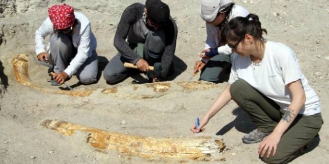 Kayseri'de 7,5 milyon yıllık 2 fosil daha bulundu