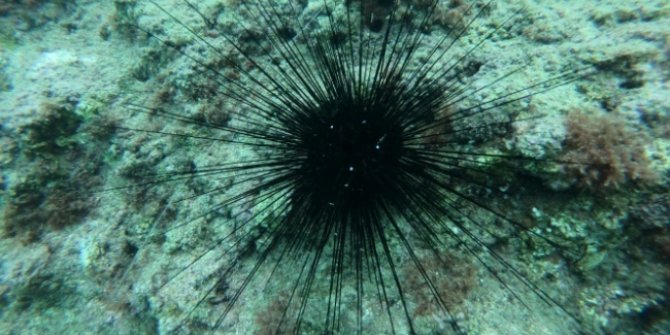 Zehirli deniz kestanesi uyarısı: Akdeniz ve Ege'ye yayılıyorlar