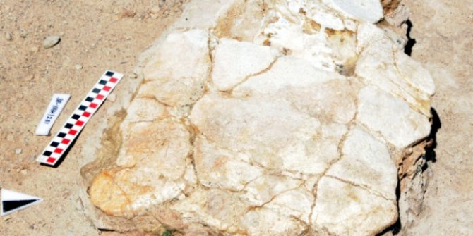 Kayseri’de 7.5 milyon yıllık kaplumbağa fosili bulundu