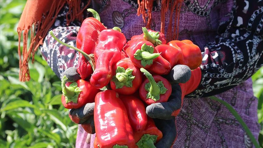 Şanlıurfa isotunun 'acı' serüveni başladı