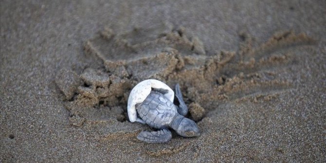 Takip cihazı takılan 3 deniz kaplumbağası doğal yaşam alanına bırakılacak