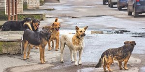 Erdoğan talimatı verdi, köpek meselesi seçim öncesi bitecek