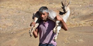 Yaralanan dağ keçisini 17 kilometre sırtında taşıdı