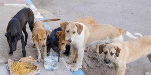 1 dişi köpekten 6 yılda 67 bin yavru ürüyor!