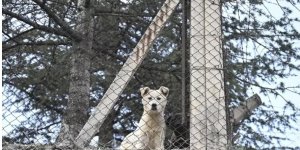 Ankara Valiliğinden "hastalık taşıyan köpeklerin kente getirildiği" iddialarına ilişkin açıklama