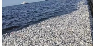 Toplu balık ölümleriyle ilgili Bakan Kurum'dan kritik karar