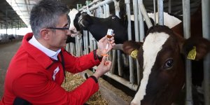 Şap hastalığıyla mücadele... Aşılama döneminin artırılması sonuç verdi