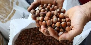 Karadeniz'de fındık ihracatında artış