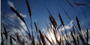 Dünya Gıda Programı'ndan Türkiye'yi 'stratejik stok merkezi' olarak konumlandırma talebi