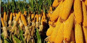 Ticaret Bakanlığı'ndan mısıra tarife kontenjanı