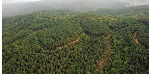 "Orman Benim" kampanyası 9 Mayıs'ta 81 ilde düzenlenecek