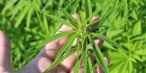 Kenevirde hem üretim hem verimlilik artıyor