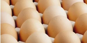 Yumurta ihracatında düzenleme