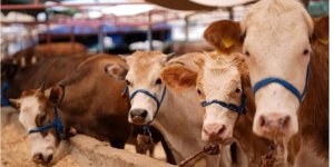 Şap hastalığıyla mücadele için seferberlik başlatıldı