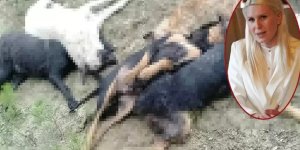 ''İlgimiz yok'' demişti ama... Köpek katliamı sonrası CHP'li başkanın talimatı ortaya çıktı