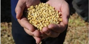 Türk hububat sektörünün ihracatı 8 ayda 8 milyar doları aştı