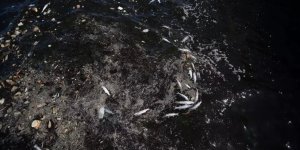 İzmir'de endişelendiren görüntü: Ölü balıklar kıyıya vurdu