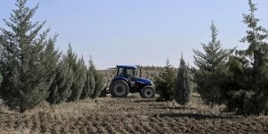 Ağaçlandırma seferberliğinin ilk yılında dikilen fidanlar ağaca dönüştü