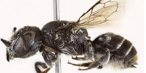 Avustralya'da keşfedilen lucifer arısı bilim dünyasını şaşırttı